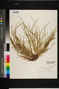 Carex abscondita image