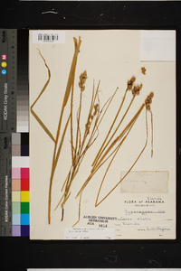 Carex alata image