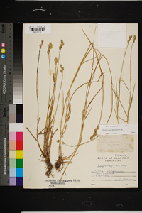 Carex albolutescens image