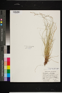 Carex albicans var. albicans image