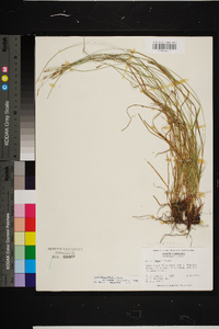 Carex albicans var. emmonsii image