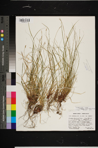 Carex albicans var. emmonsii image