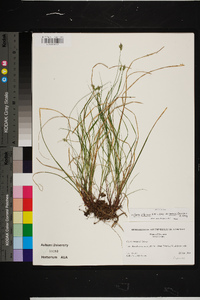 Carex albicans var. emmonsii image