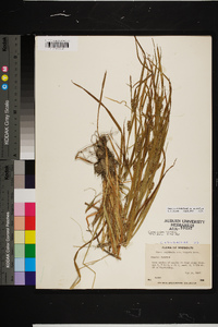 Carex amphibola var. turgida image