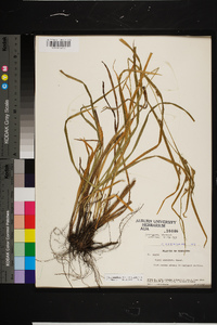 Carex amphibola var. turgida image