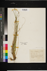 Carex atlantica var. atlantica image