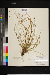 Carex austrocaroliniana image