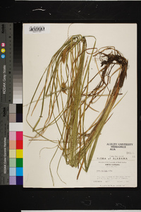 Carex bullata image