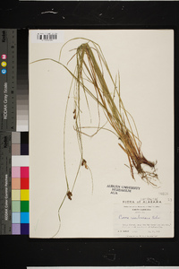 Carex caroliniana image