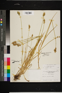 Carex cumulata image