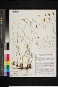 Kobresia fragilis image