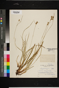 Carex dasycarpa image