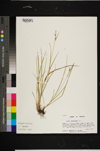 Carex dasycarpa image