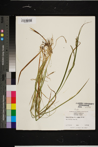 Carex debilis var. rudgei image