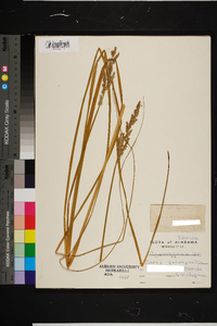 Carex decomposita image