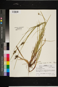 Carex complanata image