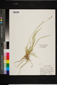 Carex communis var. communis image