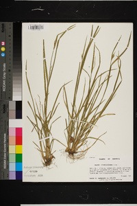 Carex crebriflora image