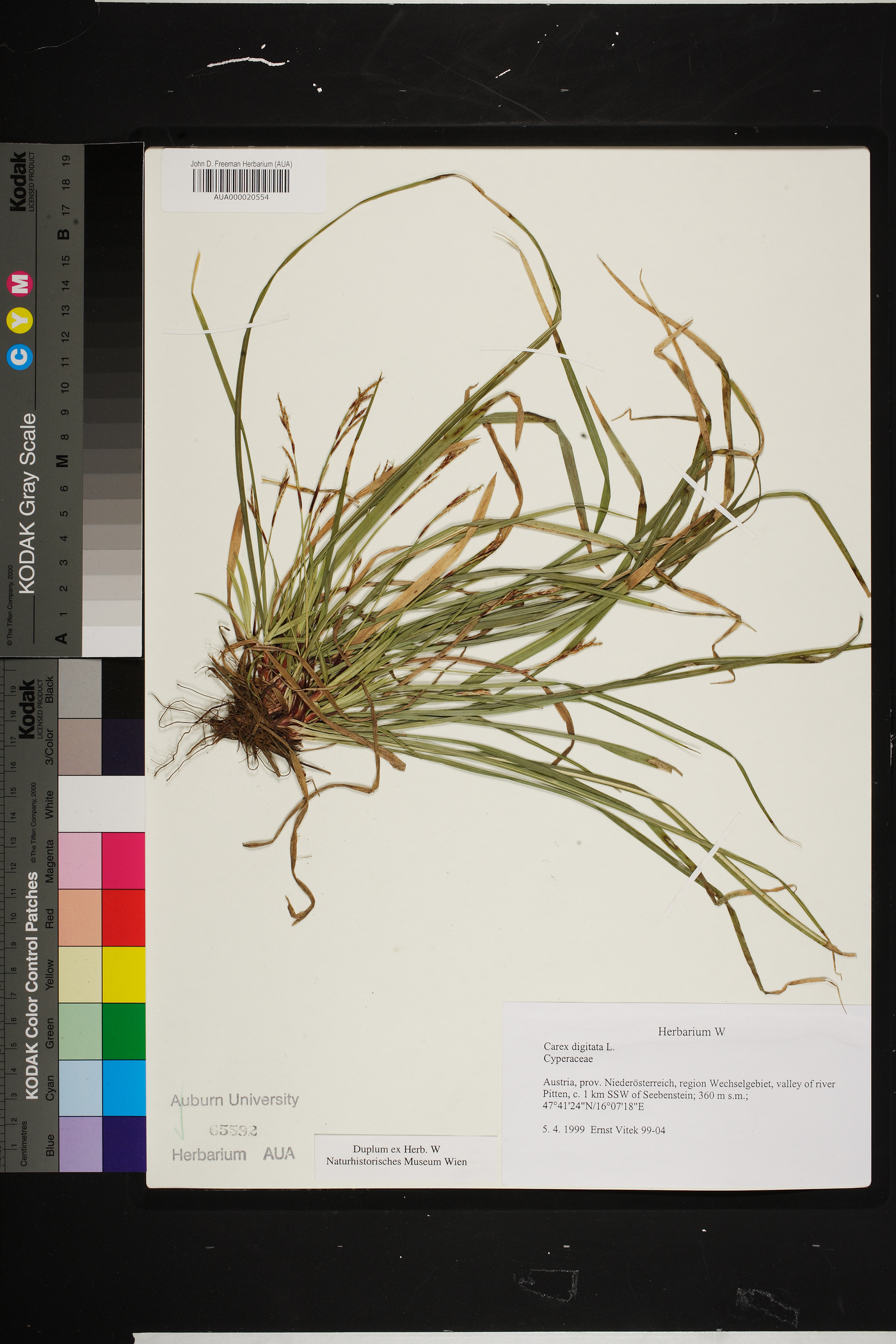 Carex digitata image