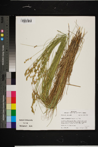 Carex festucacea image