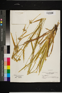 Carex folliculata image