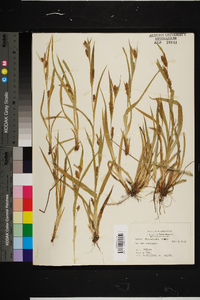 Carex flaccosperma image