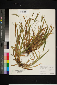 Carex flaccosperma image