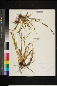 Carex flaccosperma image