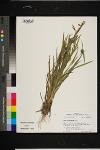 Carex flaccosperma image