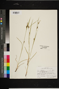 Carex flaccosperma image