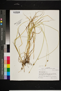 Carex flaccosperma image