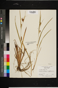 Carex flaccosperma image