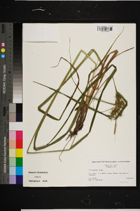 Carex gigantea image