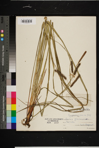 Carex glaucescens image