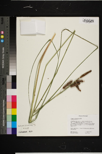 Carex glaucescens image