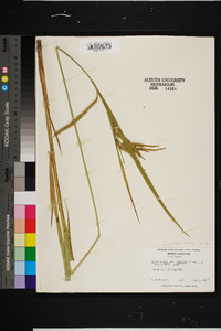 Carex gynandra image