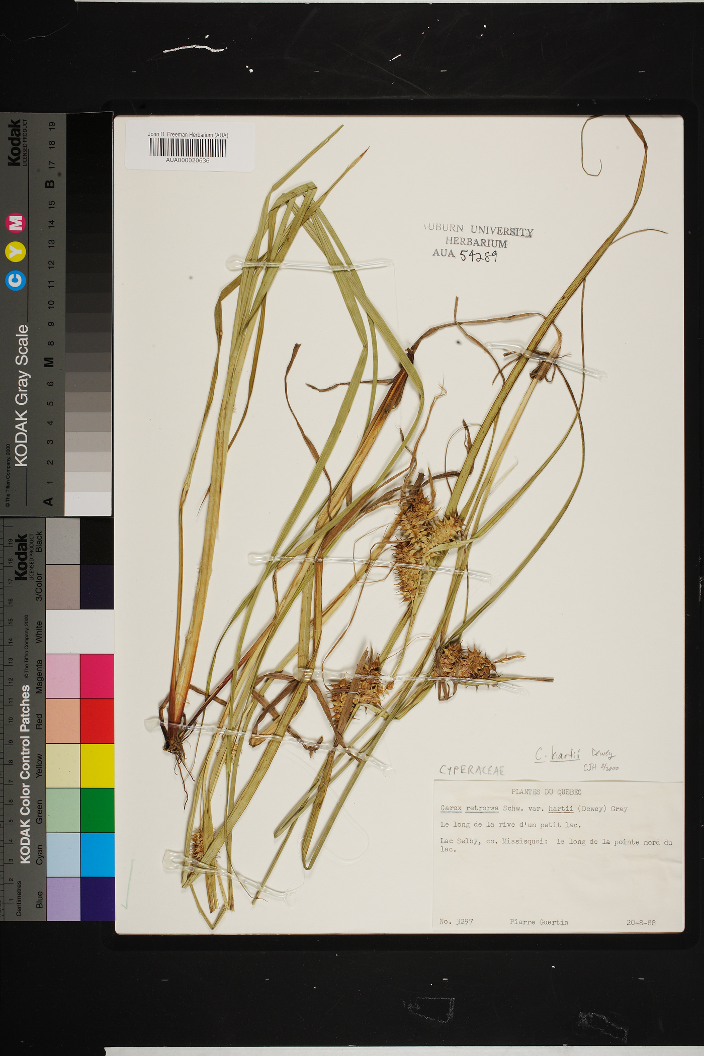 Carex retrorsa var. hartii image