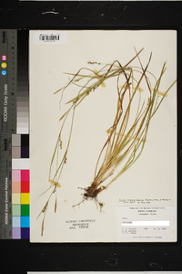 Carex impressinervia image