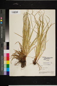 Carex jamesii image