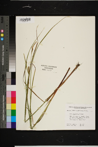 Carex lasiocarpa image