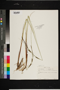 Carex lasiocarpa image