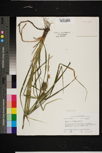 Carex louisianica image