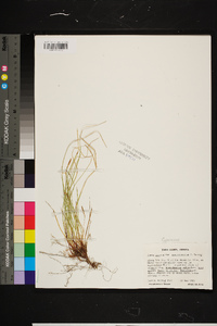 Carex lucorum image