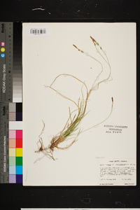 Carex lucorum image