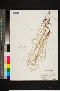 Carex lucorum image