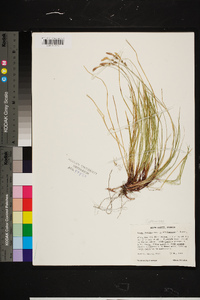 Carex lucorum var. austrolucorum image