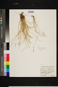 Carex lucorum image