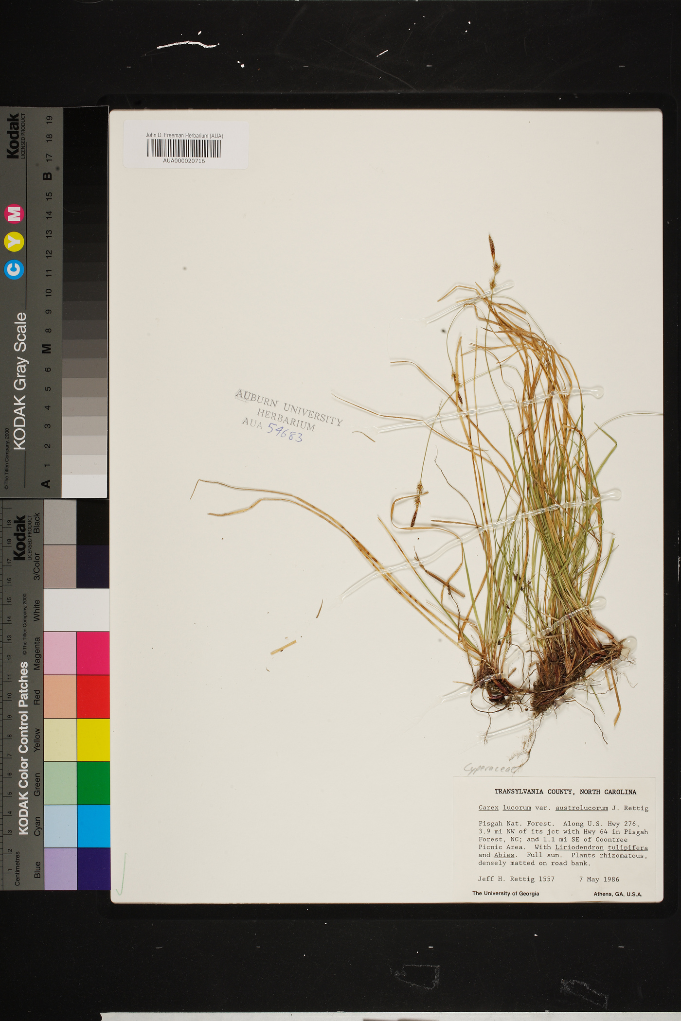 Carex lucorum var. austrolucorum image