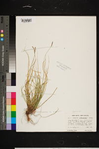 Carex lucorum var. austrolucorum image