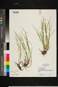 Carex lucorum image